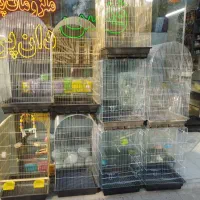 پرنده مرغ عشق)(