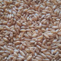 گندم فروشی با قیمت مناسب