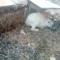 یک عدد خرگوش چشم شیشه ای ماده