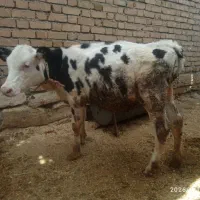 سلام یک رس گوساله ماده سیمنتال قطع شیر