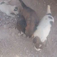 طوله سگ|سگ|مهران (ایلام), |دیوار