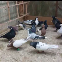 کفتر بوم زدوخوردی رنگی و دورگ