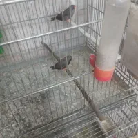 انواع فنج نرگسی طوطی‌وار وکرواتی