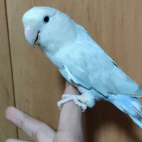 پرنده|پرنده|فولادشهر, A3|دیوار