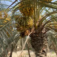 کارگر باغ