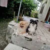 واگذاری توله پامر|سگ|نشتارود, |دیوار