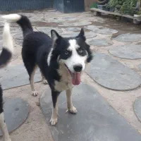 واگذاری  سگ هاسکی نر|سگ|شهریار, کردزار|دیوار