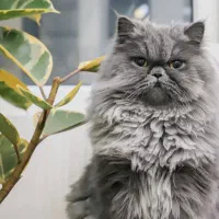 واگذاری گربه پرشین