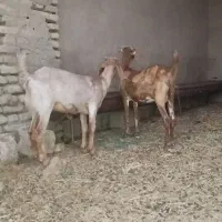 سوسنگرد هوفل علی اباد بزاهویی