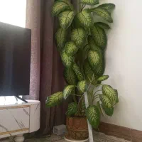 دیفن آپارتمانی سالم وخوشگل