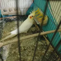 عروس هلندی ۳ماهه ومرغ عشق ماده