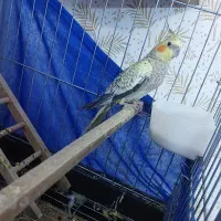 یک جفت عروس هلندی|پرنده|قرچک, قشلاق جیتو|دیوار