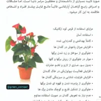 قرص کود۱۲۰عددی|گل و گیاه طبیعی|اسالم, |دیوار