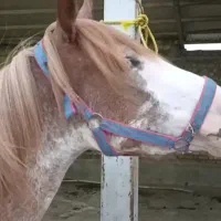 مادیون عرب خرسان