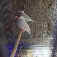 انواع فنچ|پرنده|برازجان, |دیوار