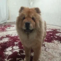 سگ چاو چاو ماده|سگ|رباط‌کریم, شهرک صنعتی ده‌حسن|دیوار