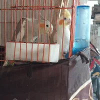 عروس هلندی جفت رو تخم  نتیجه داده