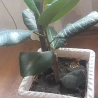 گل.