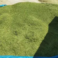 یونجه و بلوط|خدمات باغبانی و درختکاری|دهدشت, |دیوار