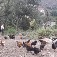 فروش تخم مرغ محلی دورگه لاری نطفه دار|حیوانات مزرعه|کرج, عظیمیه|دیوار