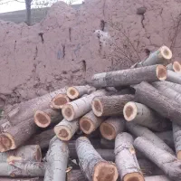خرید و فروش چوب ترو خشک  وقلمه و..
