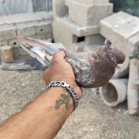 ۷ عدد کبوتر