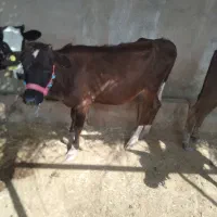 گاو گوسال