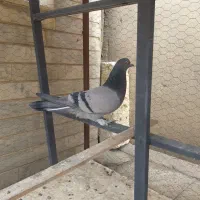 فروش یک عددکبوتر ماده سبز|پرنده|ری, سیزده آبان|دیوار
