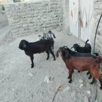 فروش فوری بز گله ای قیمت 60 تومن|حیوانات مزرعه|فنوج, |دیوار