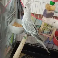 عروس هلندی|پرنده|تاکستان, |دیوار