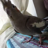 یک جفت عروس هلند سالم نر ماده