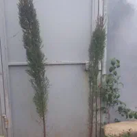 سرو شیراز ۱/۵متری|گل و گیاه طبیعی|کرج, کلاک نو|دیوار