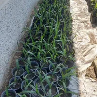 نشاء گیاه پالم