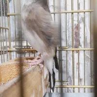 سهره کرمونی|پرنده|مرودشت, مختارآباد|دیوار