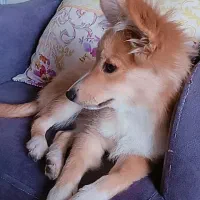 حیوانات خونگی