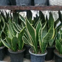 گلهای سانسوریای زیبا