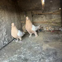 سلام نر ماده سین زرد