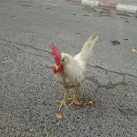 یک‌ خروس و یک‌ عد کفتر مشکی زیبا