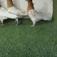 کفتر کله ، دم سفید ، خطی|پرنده|مشهد, ویلاشهر|دیوار