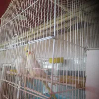 عروس هلندی لوتینو