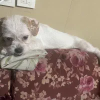 سگ مینیاتوری میکس پیت بول شیتزو (واگذاری)|سگ|تهران, جوادیه|دیوار