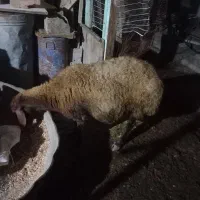 گوسفند ابستن سنگین فروش فوری|حیوانات مزرعه|ساری, |دیوار