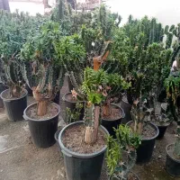 گل به قیمت عمده توضیحات حتما بخونید|گل و گیاه طبیعی|قم, انصارالحسین|دیوار