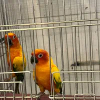 طوطی خورشیدی|پرنده|آمل, |دیوار