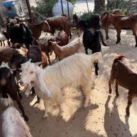 بز ، کهره و پازن