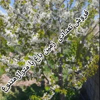 فروش تعداد باغ درورودی روستای اونلیق بامتراژمتنوع