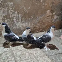 ساده کفتر جفت و چن تا کلاغ دم مگسی پرپا آس آس|پرنده|مشهد, طلاب|دیوار