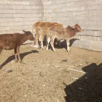 چند راس گاو و گوساله