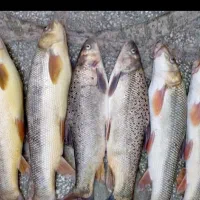 ماهی تنگ هفت شکم زده