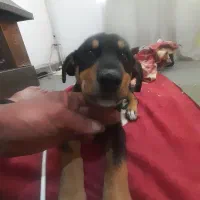 سگ روتوایلرنر